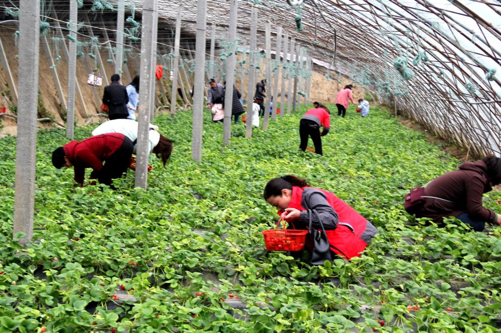 旅游学院分工会组织开展庆祝三八节摘草莓活动